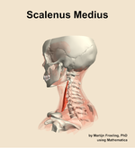 The scalenus medius muscle of the neck - orientation 2