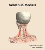 The scalenus medius muscle of the neck - orientation 4