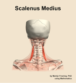 The scalenus medius muscle of the neck - orientation 5