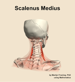 The scalenus medius muscle of the neck - orientation 6