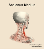 The scalenus medius muscle of the neck - orientation 7