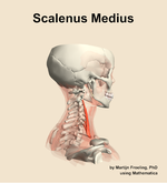The scalenus medius muscle of the neck - orientation 8