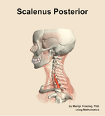 The scalenus posterior muscle of the neck - orientation 1