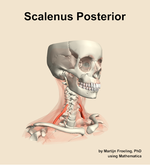 The scalenus posterior muscle of the neck - orientation 11