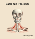 The scalenus posterior muscle of the neck - orientation 13