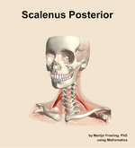 The scalenus posterior muscle of the neck - orientation 14