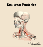 The scalenus posterior muscle of the neck - orientation 15