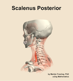 The scalenus posterior muscle of the neck - orientation 2