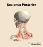 The scalenus posterior muscle of the neck - orientation 3