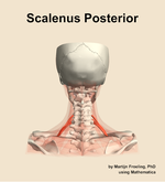 The scalenus posterior muscle of the neck - orientation 5