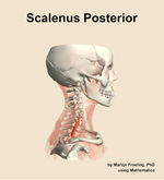 The scalenus posterior muscle of the neck - orientation 9
