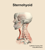 The sternohyoid muscle of the neck - orientation 1