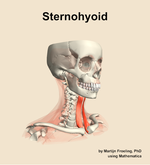 The sternohyoid muscle of the neck - orientation 11