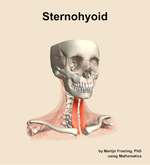 The sternohyoid muscle of the neck - orientation 12