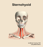 The sternohyoid muscle of the neck - orientation 13