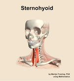 The sternohyoid muscle of the neck - orientation 14