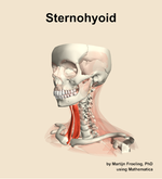 The sternohyoid muscle of the neck - orientation 15