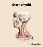 The sternohyoid muscle of the neck - orientation 16