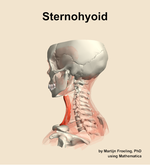 The sternohyoid muscle of the neck - orientation 2