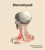 The sternohyoid muscle of the neck - orientation 3