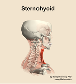 The sternohyoid muscle of the neck - orientation 8