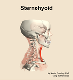The sternohyoid muscle of the neck - orientation 9