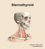 The sternothyroid muscle of the neck - orientation 11