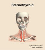 The sternothyroid muscle of the neck - orientation 13