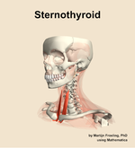 The sternothyroid muscle of the neck - orientation 15