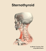 The sternothyroid muscle of the neck - orientation 2