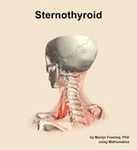 The sternothyroid muscle of the neck - orientation 3