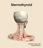 The sternothyroid muscle of the neck - orientation 6