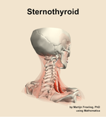 The sternothyroid muscle of the neck - orientation 7
