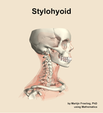 The stylohyoid muscle of the neck - orientation 10