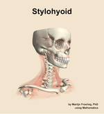 The stylohyoid muscle of the neck - orientation 11