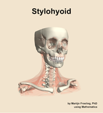 The stylohyoid muscle of the neck - orientation 12