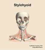 The stylohyoid muscle of the neck - orientation 13