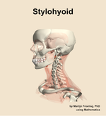 The stylohyoid muscle of the neck - orientation 16
