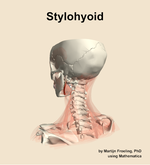 The stylohyoid muscle of the neck - orientation 3