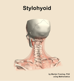 The stylohyoid muscle of the neck - orientation 4