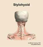 The stylohyoid muscle of the neck - orientation 5