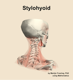 The stylohyoid muscle of the neck - orientation 7