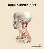 Muscles of the suboccipital compartment of the neck - orientation 1