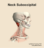 Muscles of the suboccipital compartment of the neck - orientation 10