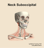 Muscles of the suboccipital compartment of the neck - orientation 12