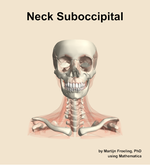 Muscles of the suboccipital compartment of the neck - orientation 13