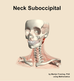Muscles of the suboccipital compartment of the neck - orientation 14