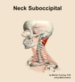 Muscles of the suboccipital compartment of the neck - orientation 16