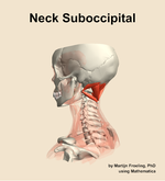Muscles of the suboccipital compartment of the neck - orientation 2