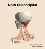Muscles of the suboccipital compartment of the neck - orientation 3